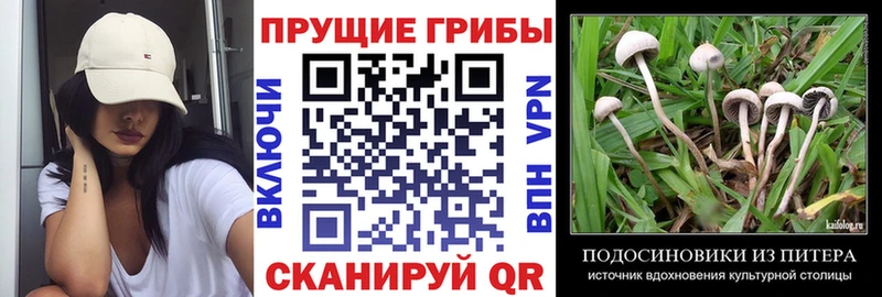 Купить  Волчанск  Галлюциногенные грибы GOLDEN TEACHER 